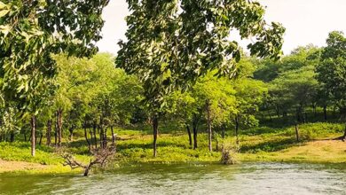 Padamdungari is the only plastic free eco-tourism camp site in Gujarat