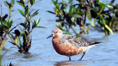 Jamnagar was visited by Rednot birds from Russia and Europe