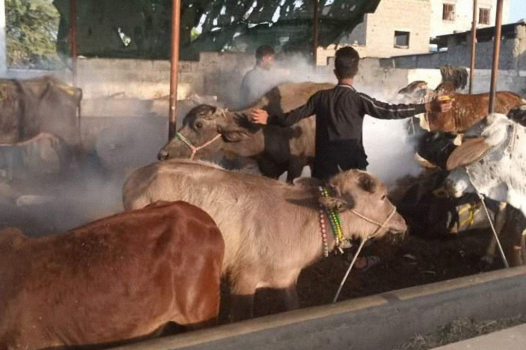 Cattle-colony lampi virus