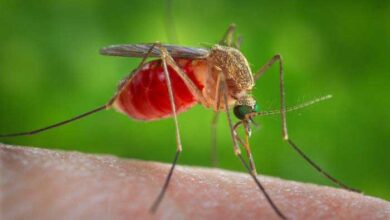 mosquito in Gujarat