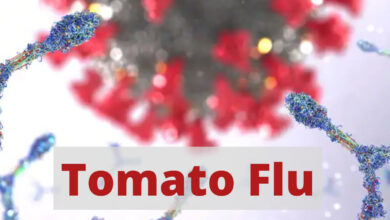 tomato flu