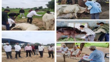 લમ્પી વાયરસ- humdekhengenews