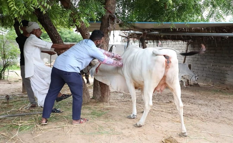 લમ્પી વાયરસ- humdekhengenews