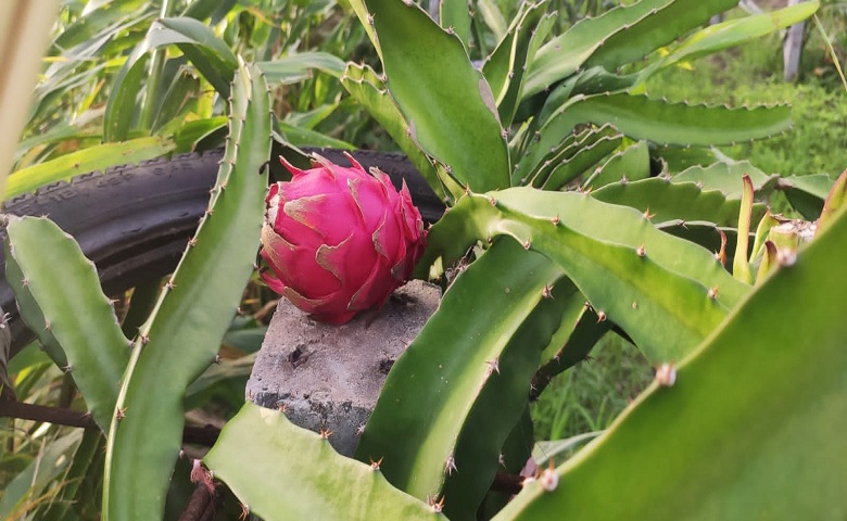 Dragon Fruit File Image