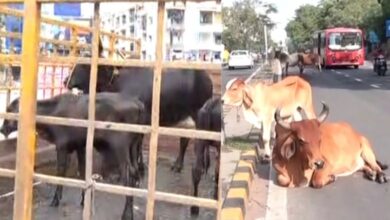 stray-cattles- Hum Dekhenege News