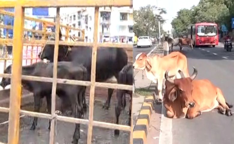 stray-cattles- Hum Dekhenege News