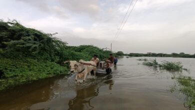 ખેતરો