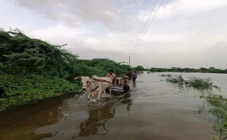 ખેતરો