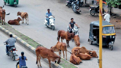 Stray Cattle in Gujarat