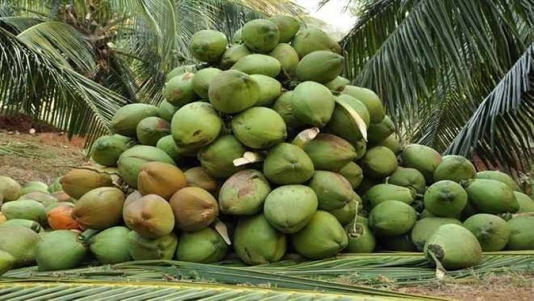 coconut image HD News