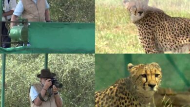 Cheetah India
