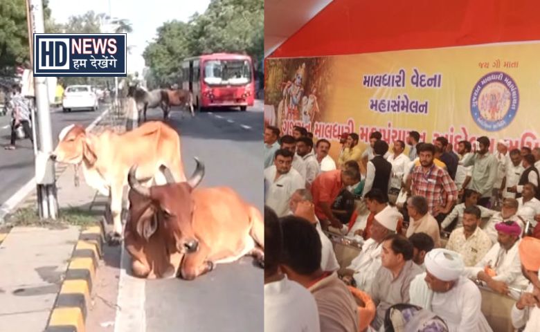 Maldhari Cattle HD News