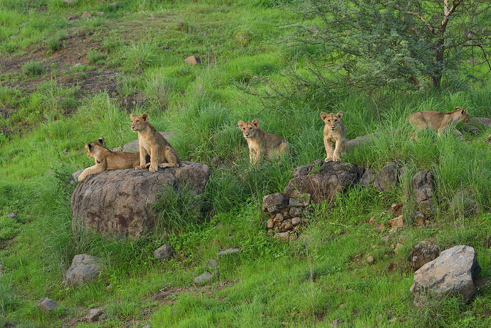 Sasan Gir 