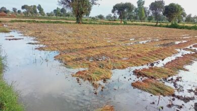 damage to agricultural crops