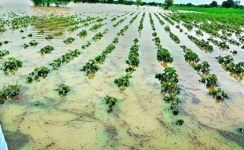 damage to agricultural crops