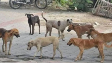 Stray Dogs