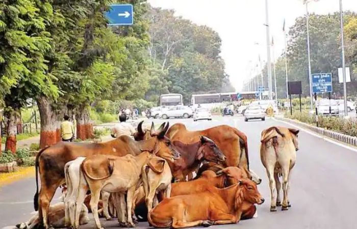 રખડતા ઢોર - Humdekhengenews