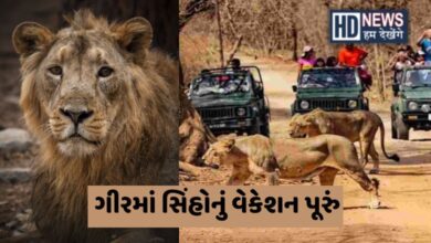 Gir Lion Hum Dekhenege News