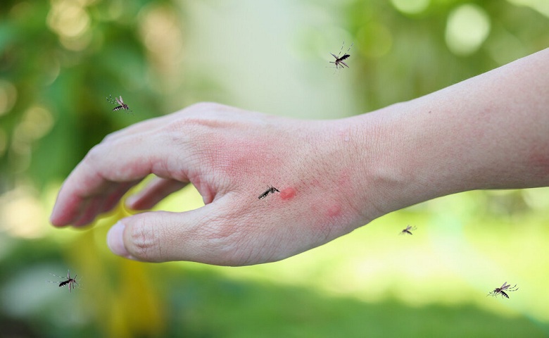 Mosquito Treatment Hum Dekhenge