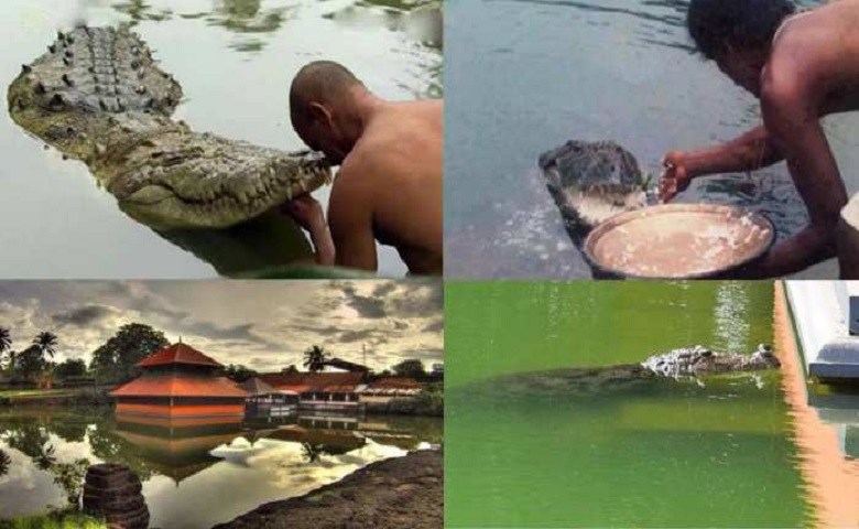 Vegetarian crocodile Babiya