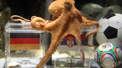 Paul the octopus