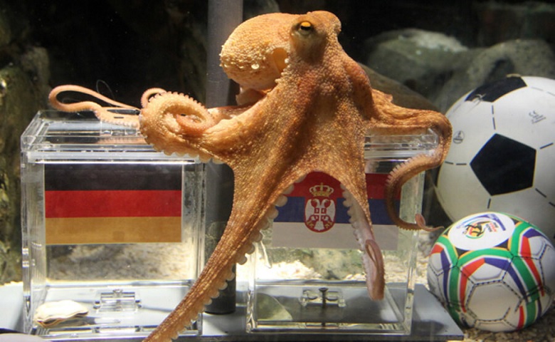 Paul the octopus