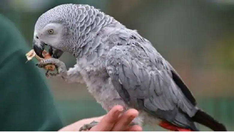 african_parrot