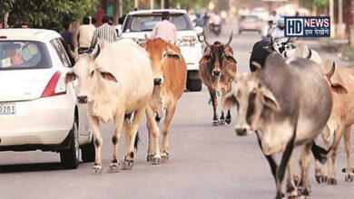 રખડતા ઢોરો-humdekhengenews