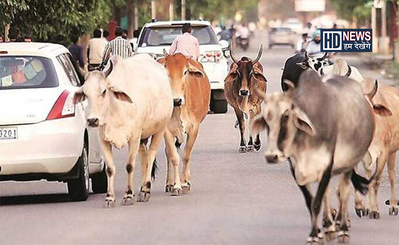 રખડતા ઢોરો-humdekhengenews