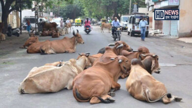 રખડતા ઢોરો-humdekhengenews