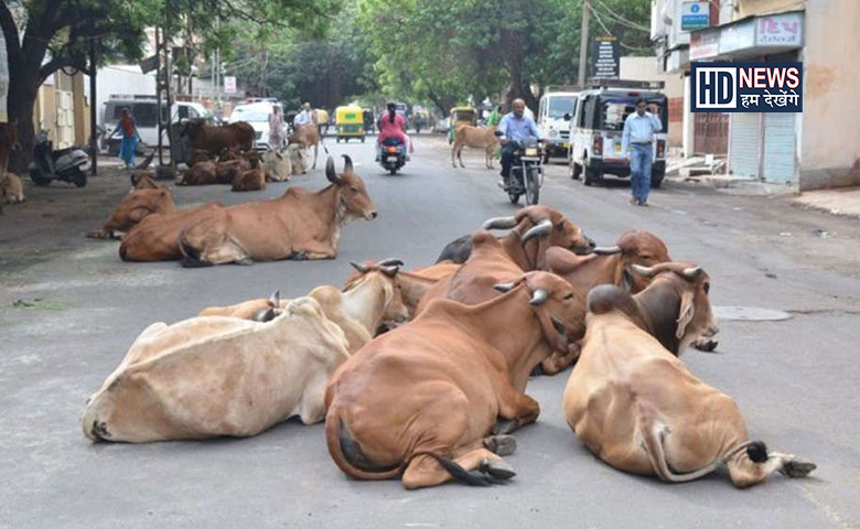 રખડતા ઢોરો-humdekhengenews