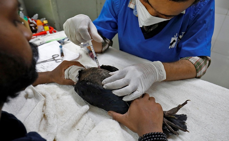 injured birds treated