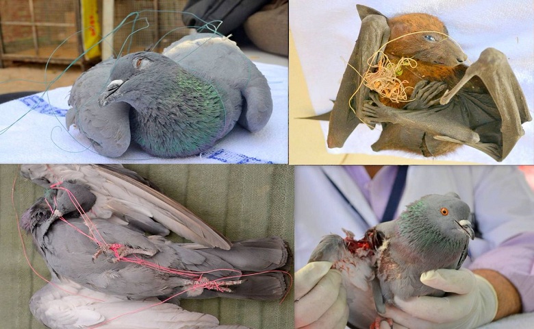 injured birds