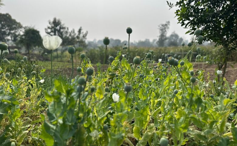 પંચમહાલમાં અફિણ મળી આવ્યું-humdekhengenews