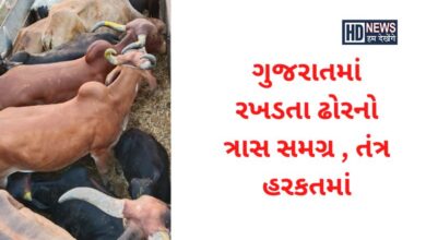 રખડતા ઢોર - Humdekhengenews