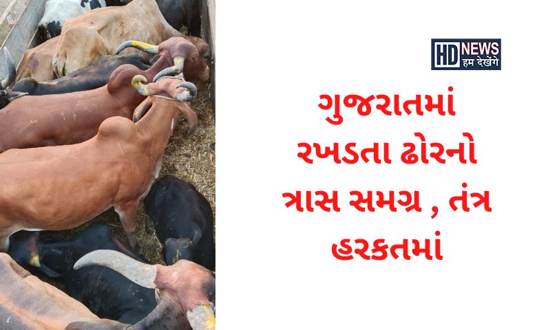 રખડતા ઢોર - Humdekhengenews