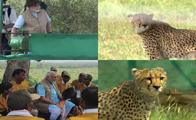 PM Modi and cheetahs