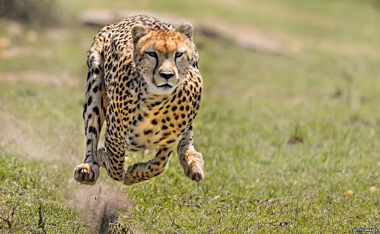 cheetah