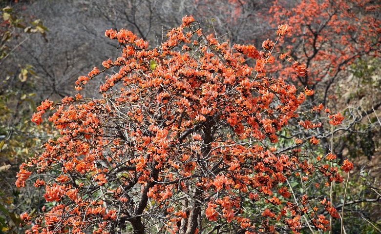 કેસૂડો - Humdekhengenews