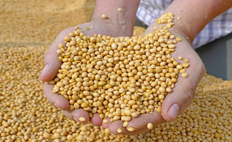 soybeans