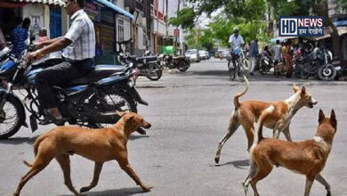 પશુઓનો ત્રાસ-humdekhengenews