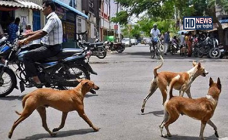 પશુઓનો ત્રાસ-humdekhengenews