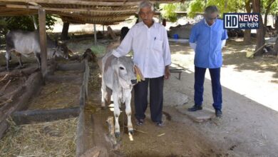 પશુઓ-humdekhengenews