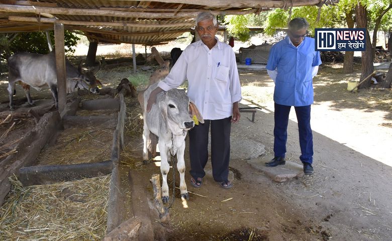 પશુઓ-humdekhengenews