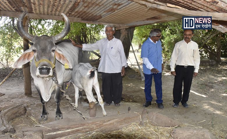 પશુઓ-humdekhengenews