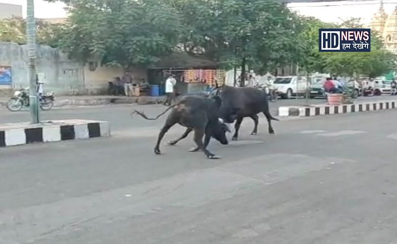 આખલાઓનું ભારે યુદ્ધ-humdekhengenews