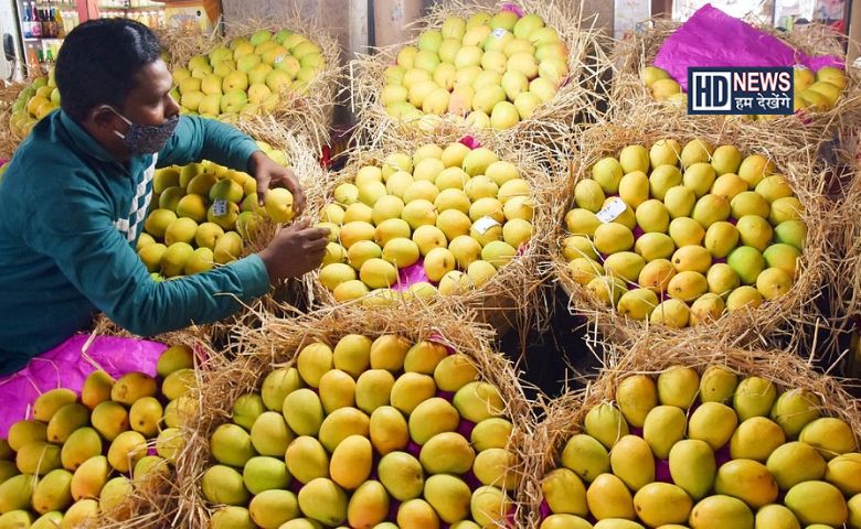 Mango Lovers આ રીતે ઓળખો કેરી મીઠી હશે કે નહીં hum dekhenge news