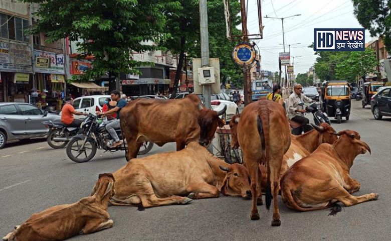 રખડતા ઢોર-humdekhengenews