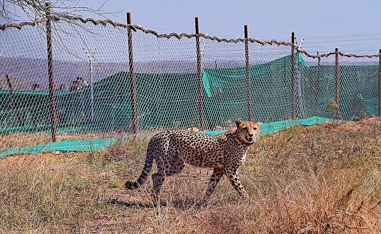  Cheetah 