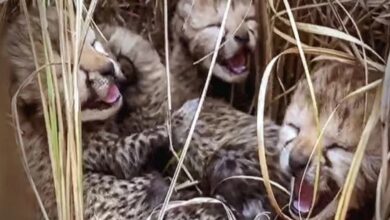 cheetah cubs